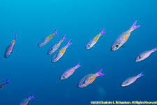 creole wrasses